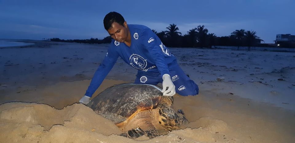 Mais de 9 mil filhotes de tartarugas devem nascer no litoral piauiense